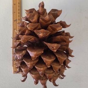 Coulter pine cone pinecone California giant